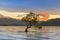 Alone tree on Wanaka Lake with mountain background sunrise tone
