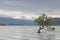 Alone tree in Wanaka lake, Southern Island