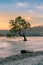 Alone Tree on Wanaka Water lake