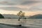 Alone tree on Wanaka water lake with mountain background