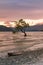 Alone tree in Wanaka water lake, New Zealand