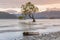 Alone tree in Wanaka water lake New Zealand