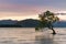 Alone tree on water lake, Wanaka South Island