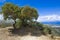 Alone trees on top of Filerimos hill, Greece