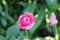 Alone tulip flower in the garden. Magenta and white. View from above