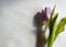 alone tulip on white background