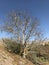 Alone walnut tree with fallen leaves