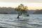 Alone Wanaka tree in water lake, New Zealand
