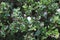 Alone white flower surround with its leaves