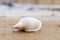 Alone white shell on a sand beach. Close-up.