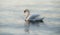 Alone white swan floating on a pond in the middle of concentric waves