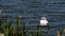 Alone white swan swims on water of tranquil lake by reeds