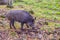 Alone Wild boar grubs in a forest