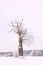 Alone winter tree