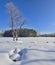 Alone winter tree on snowy field among fresh fluffy snowdrifts