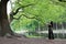 Alone woman under a big  blossom tree  . Enjoying the nature