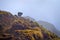 Alone Yak on foggy hill. Himalayan mountains. Nepal, Annapurna