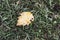 Alone yellow birch leaf lying on green wet grass