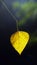 Alone yellow leaf with blur and dark background