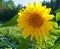 Alone yellow sunflower on the field