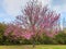 AloneTree Cercis siliquastrum or Cercis canadensis.