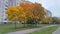 Along the city street are buildings and parked cars. Maple trees and other trees with yellowing foliage stand on the green lawn. N