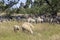 Along the Elbe cycle path through Saxony-Anhalt. Flocks of sheep keep the grass short