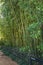 Along the footpath, high bamboo thickets behind the fence