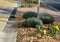 Along the sidewalk with a concrete gutter of water grow in the flowerbed of yellow flowers. Mulch is a wood chip from the organic