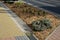 Along the sidewalk with a concrete gutter of water grow in the flowerbed of yellow flowers. Mulch is a wood chip from the organic