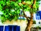 Alonissos Greek island house with a big tree. Digital painting.