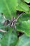 Alopecosa cuneata spider