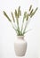 Alopecurus foxtail grass in a ceramic vase on a white background