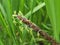 Alopecurus myosuroides, foxtail grass.