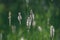Alopecurus pratensis, meadow foxtail flowers closeup selective focus