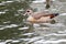 Alopochen aegyptiacus, Egyptian Goose.