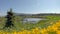 Alouette River Buttercups 4K UHD