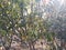 Alovera Tree at my farm cactus India