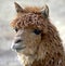 Alpaca 2