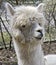 Alpaca 4