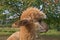 Alpaca