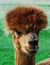 Alpaca