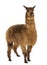 Alpaca against white background