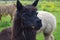 Alpaca agriculture animal black lama llama head country wool farm