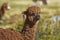 Alpaca on the Altiplano of Northern Chile