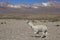 Alpaca on the Altiplano of Northern Chile
