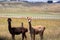 Alpaca animal in New Zealand