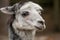 Alpaca in an animal park in Germany