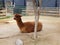 Alpaca Australia Zoo