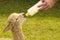 Alpaca baby being fed with bottle